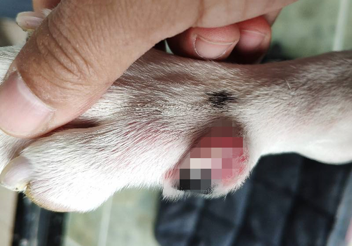 狗狗脚趾真菌感染怎样治疗,狗狗真菌感染怎么预防