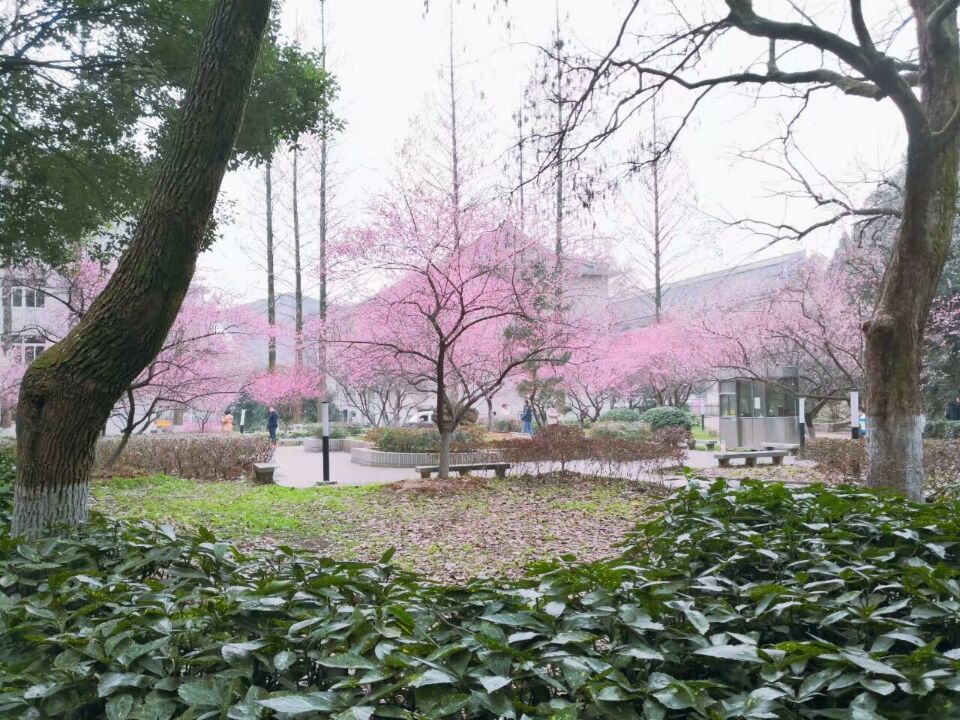 武汉开学震撼画面,夏季的武汉大学风景
