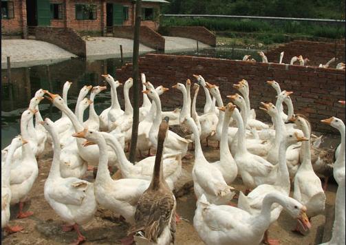 鹅副粘病毒病与浆膜炎区别,养鹅如何减少肉鹅病毒