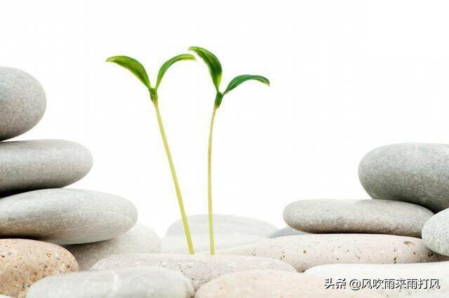 成长记第二十六集,成长记最新