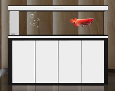 养龙鱼常见的病,养龙鱼需要防治什么