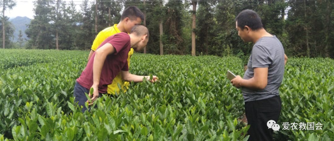茶叶电商平台排行榜,茶叶电商批发怎么做得好