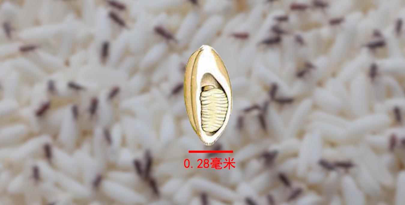 长虫子的米能吃吗,刚买回来的米为什么会生虫