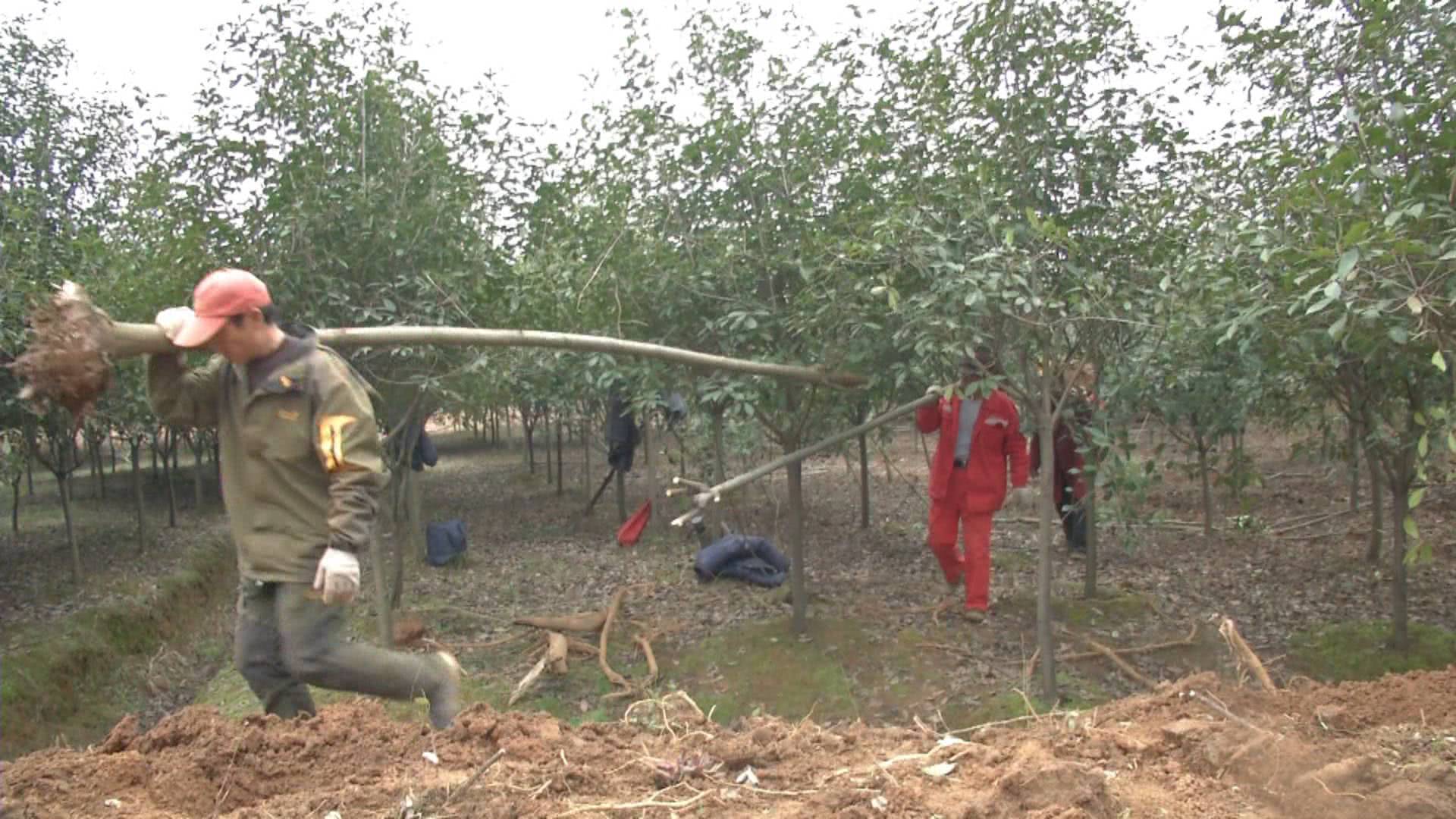 农民为什么抢种抢收,农民纷纷种植但又降价的东西