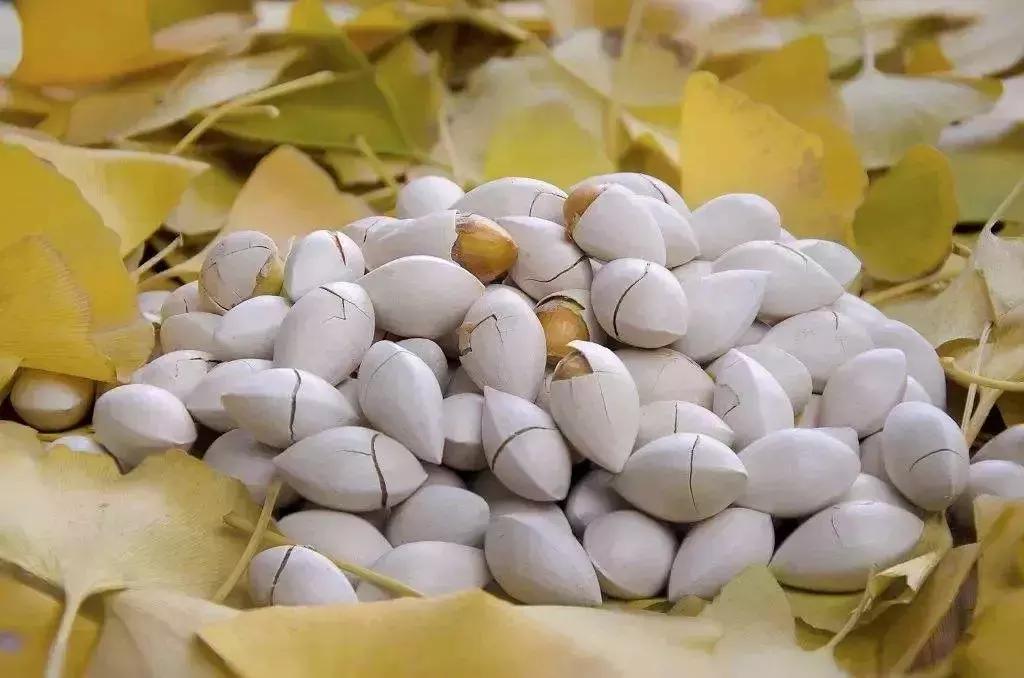 带脉是人体的长寿腰带,多功能经络健康腰带