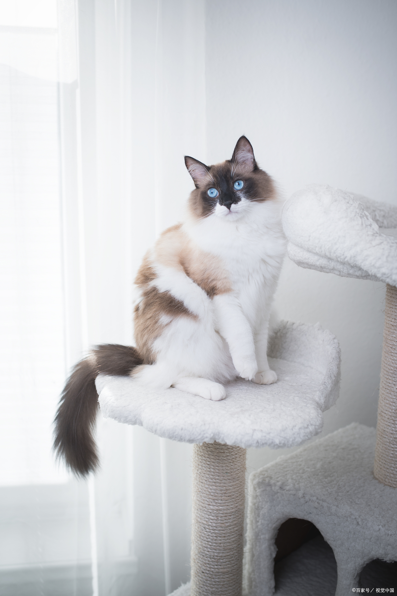 布偶猫真的很不好养吗,布偶猫真的很难养吗