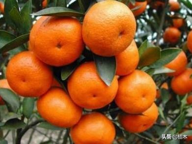 太空舱砂糖橘为何会成为杀人橘,今年的沙糖桔为什么叫杀人橘