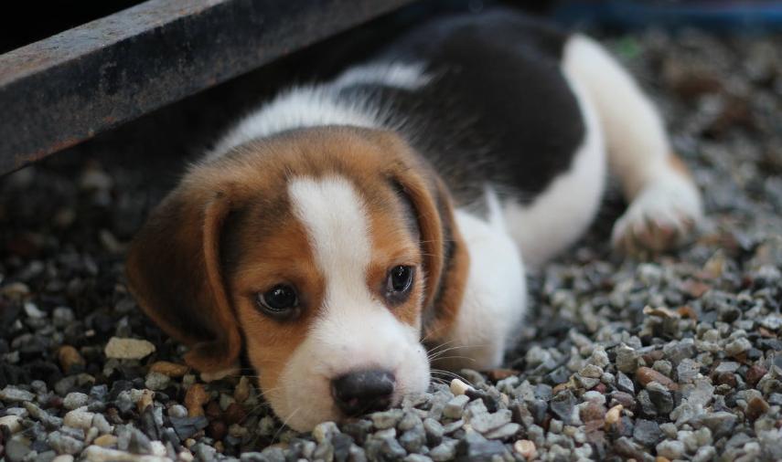 雄性犬为“良性前列腺增生症”风险种群,又该如何治疗和预防?