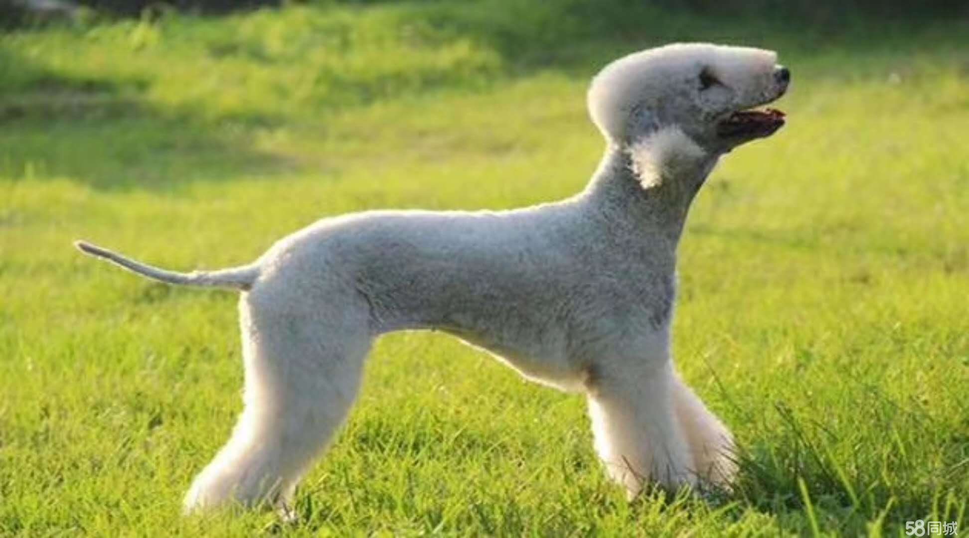 狗狗买什么品种最合适,怎么给狗狗选择宠物狗品种