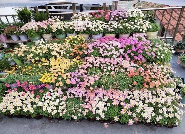 春天养花用什么种好,玛格丽特春天