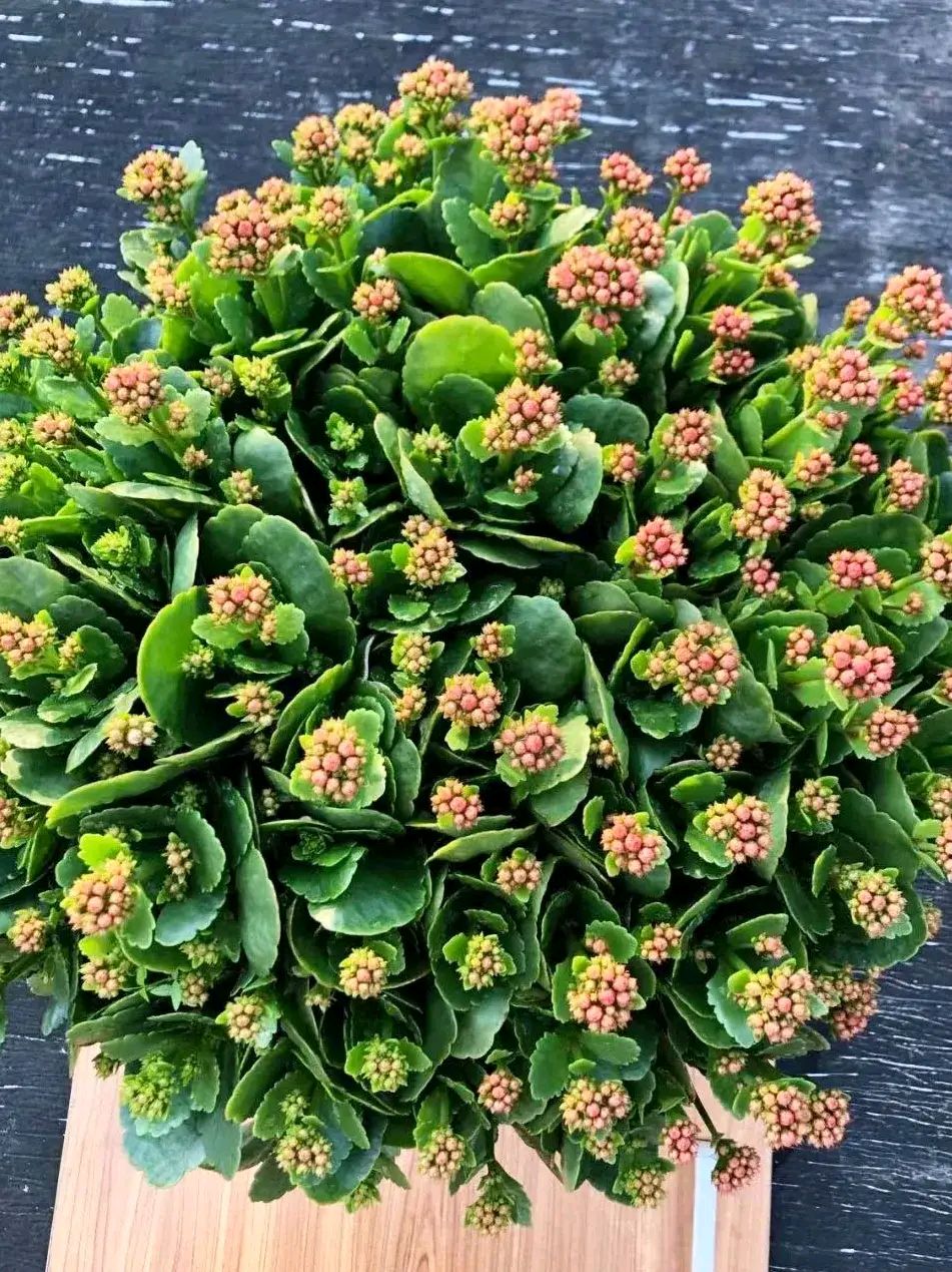 一年四季不死的十种花水养,浇水过多死的植物