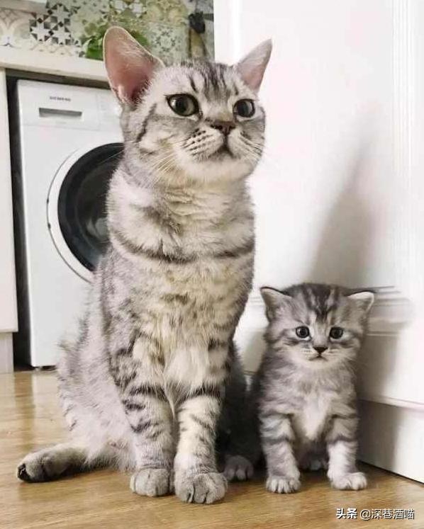 想要猫咪干净,想要猫咪毛色好怎么办