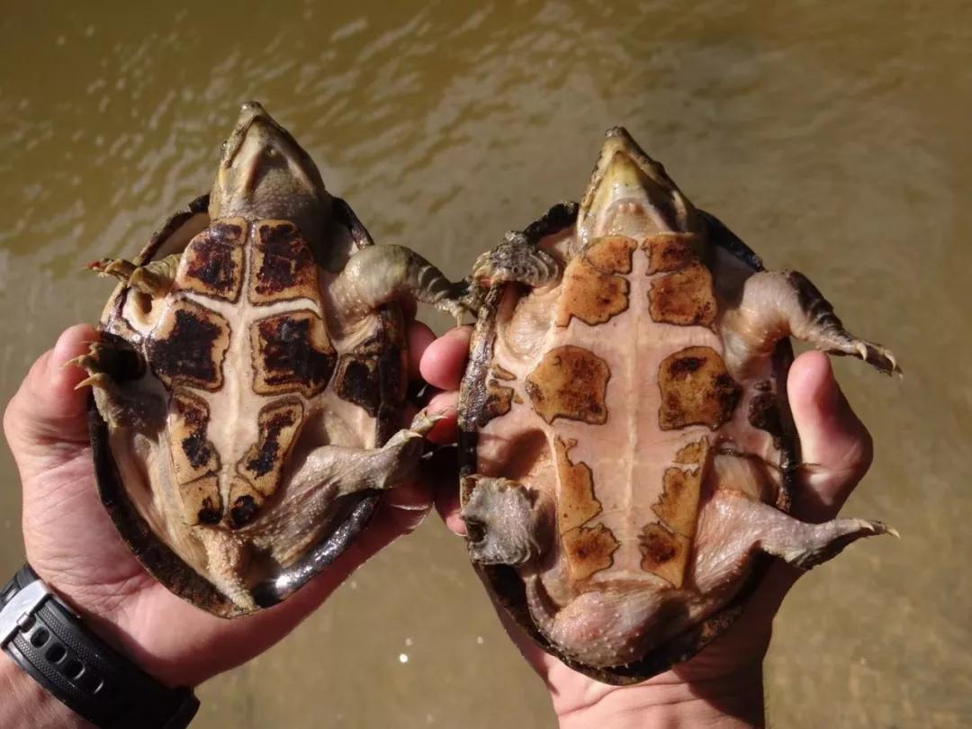 养剃刀龟新手一定要注意这几点,剃刀龟为什么不建议养了