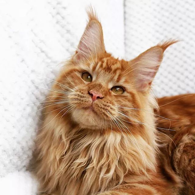 贵族阿比西尼亚猫,神秘的波斯猫