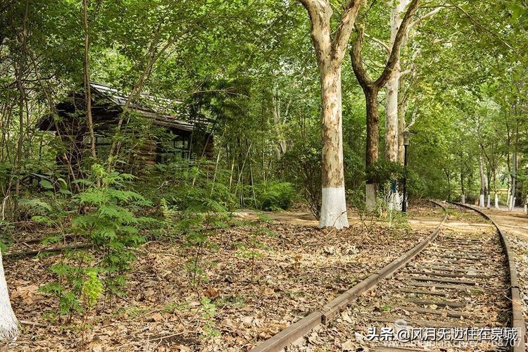 济南秋天的法国梧桐,济南一颗梧桐树