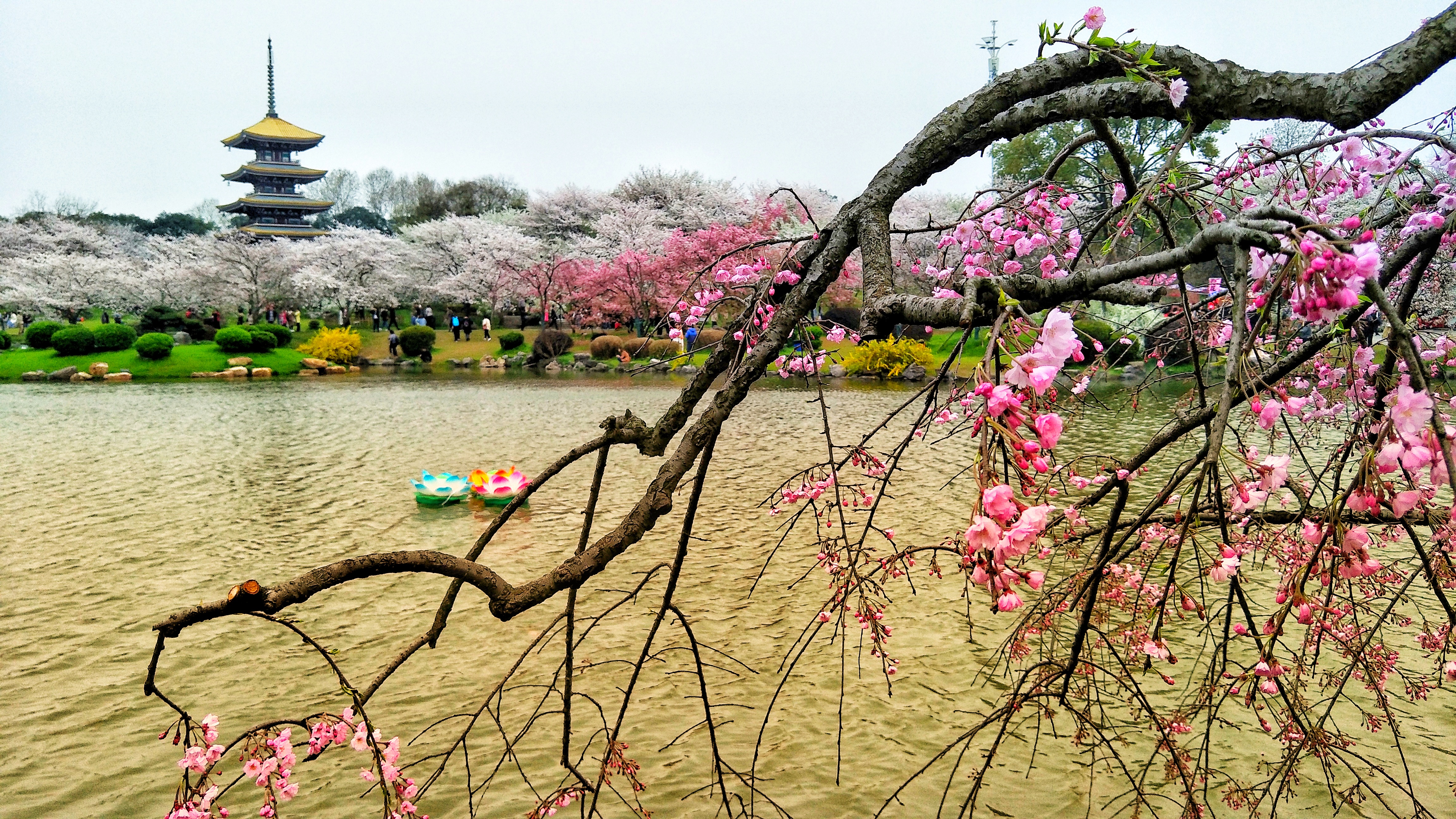 武汉赏樱之旅,武汉东湖樱园赏樱