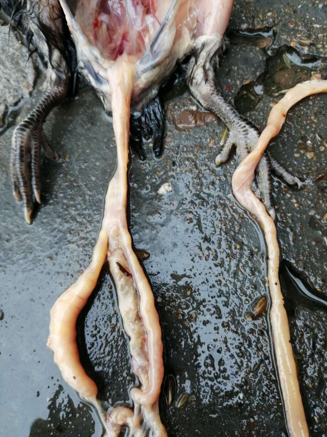 禽盲肠型肝炎治疗方法,肉鸡盲肠肝炎怎么治疗