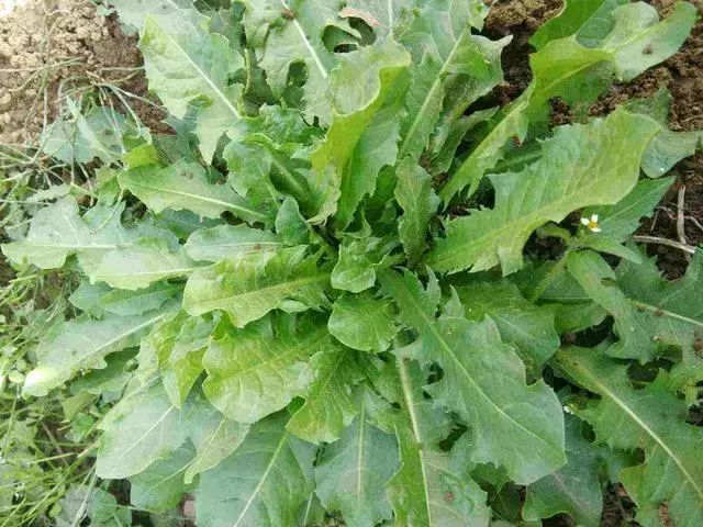 养鸡小妙招：雏鸡饲料加蒲公英，鸡群生病不用愁