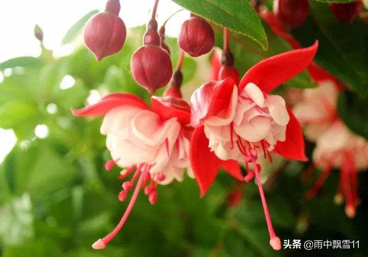 倒挂金钟吊钟花,倒挂金钟掉花蕾用什么药