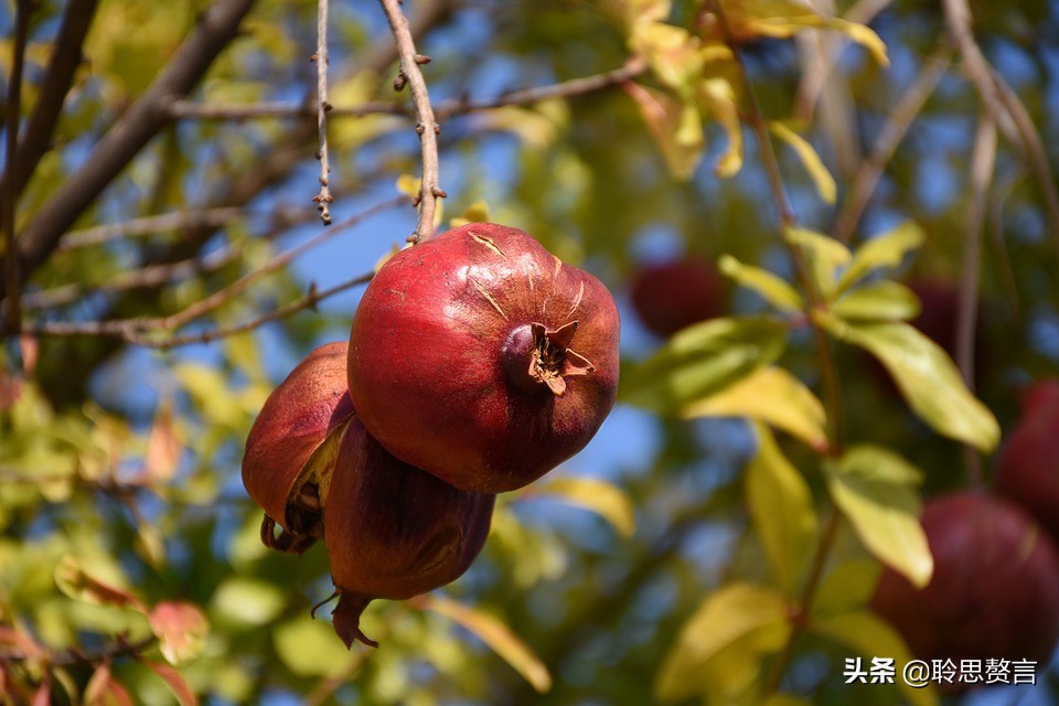 有关石榴的诗词,石榴树诗词