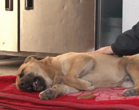 狗狗做梦时的表现你见过几种,狗狗做梦是啥样的