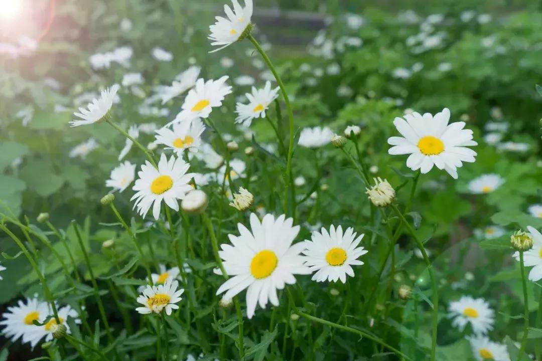 烧成灰的药用草药有哪些,烧皮肤的中草药有哪些