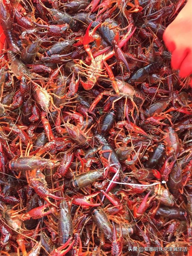 海边可以赶海吃住玩一体的农家院,秦皇岛黄金海岸牧海农家院