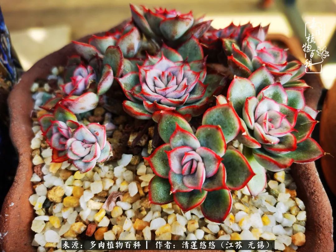 可爱多肉的露脸照,多肉大合照视频