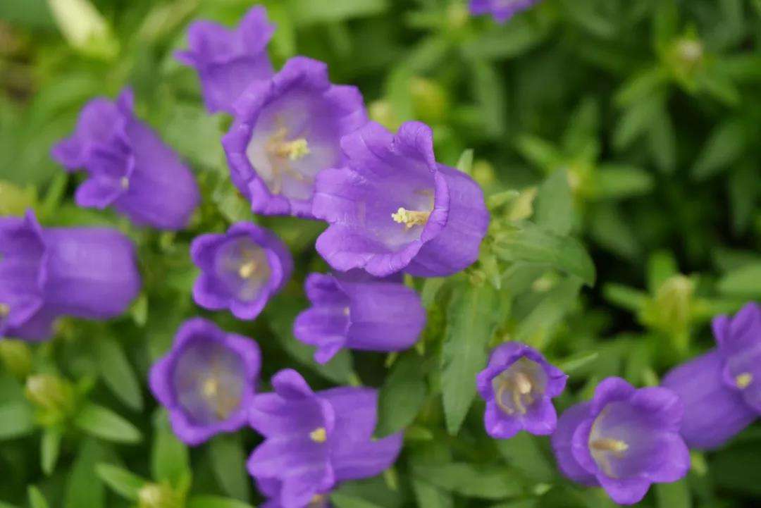 紫色风铃草花,有一种花叫风铃花它的花语