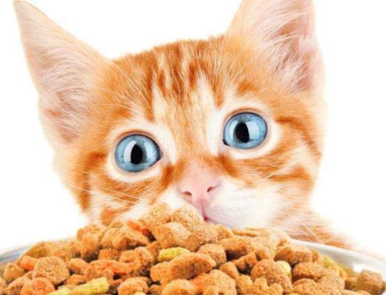 猫咪喂食自助吃太多,猫咪喂食建议用自动吗