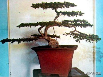 丛林式盆景欣赏,盆景欣赏及制作