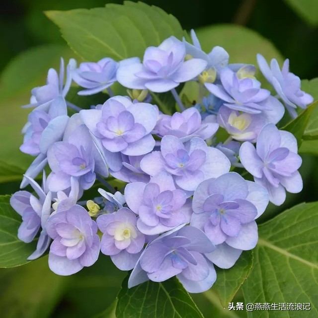 万华镜绣球花发白是什么原因,万华镜绣球花怎么把枝干养粗