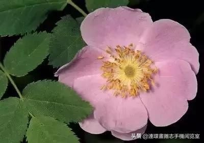 各种花的花语文案,花的花语100种