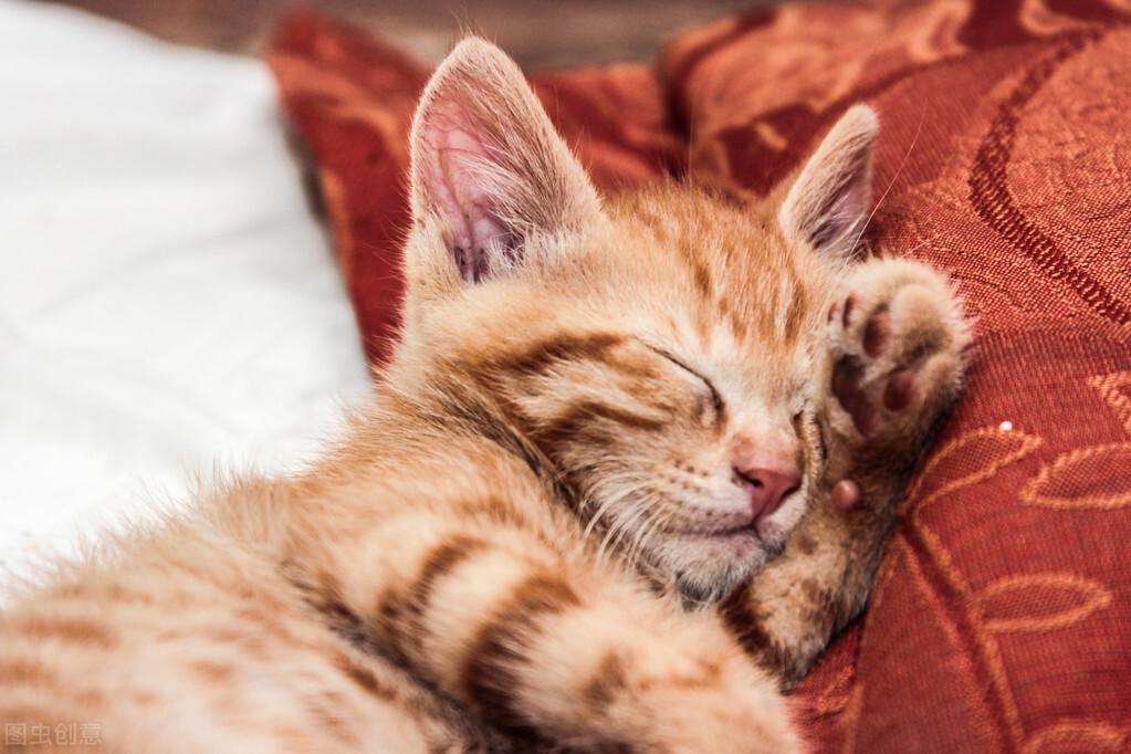 猫咪抗拒驱虫怎么办？超实用的小妙招就在这里