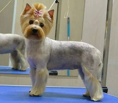 狗毛被剃光狗内心崩溃,把狗毛剃光长出来成卷毛了