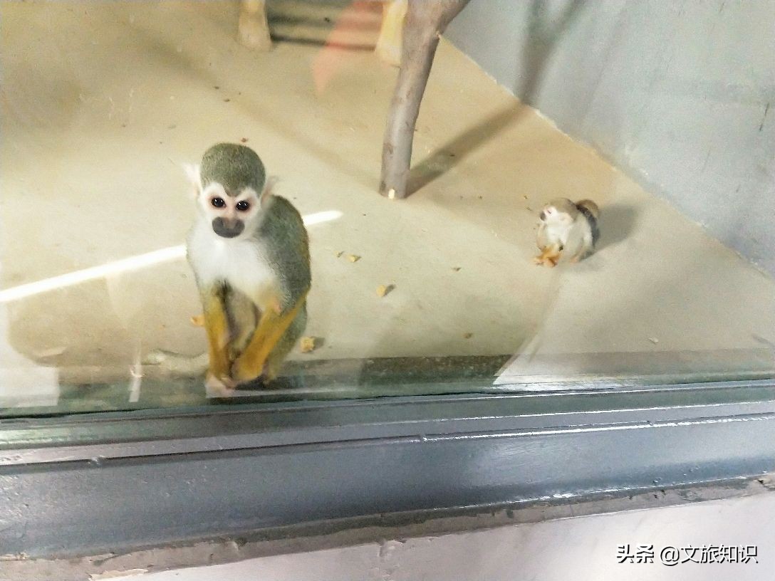 山东德州动植物园旅游区,德州市动植物园视频