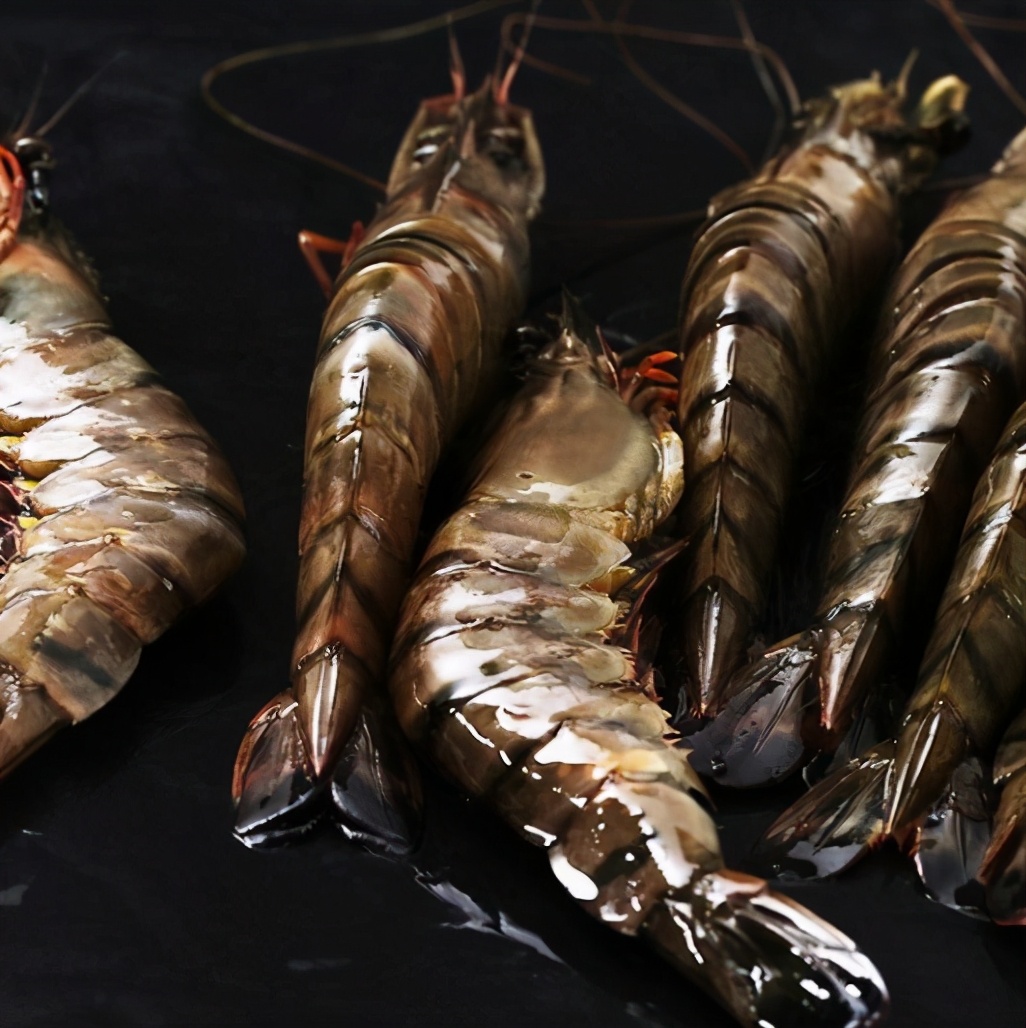 美国虎纹虾泛滥成灾,国外大鳌虾泛滥成灾