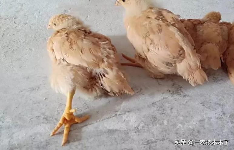 养鸡频繁出现鸡瘫痪,养鸡怎么防治瘫鸡