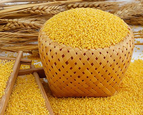 小米怎么生虫子,小米生虫子有什么办法把虫子除净