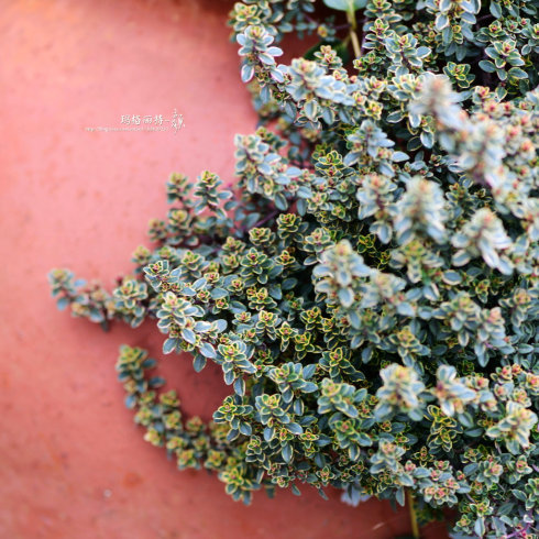 西餐香草大全及用途视频,好吃的西餐料理有哪些