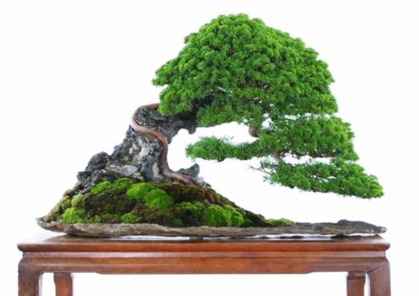 柏树桩盆景的造型,柏树舍利杆与枝条怎么完美过渡