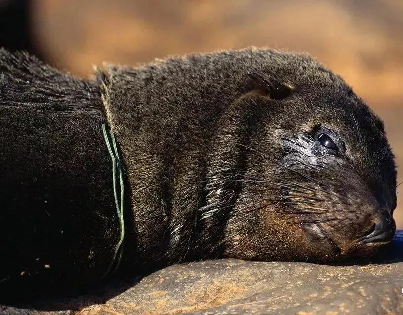 别忘了这份垃圾分类攻略,请收下这份垃圾分类攻略