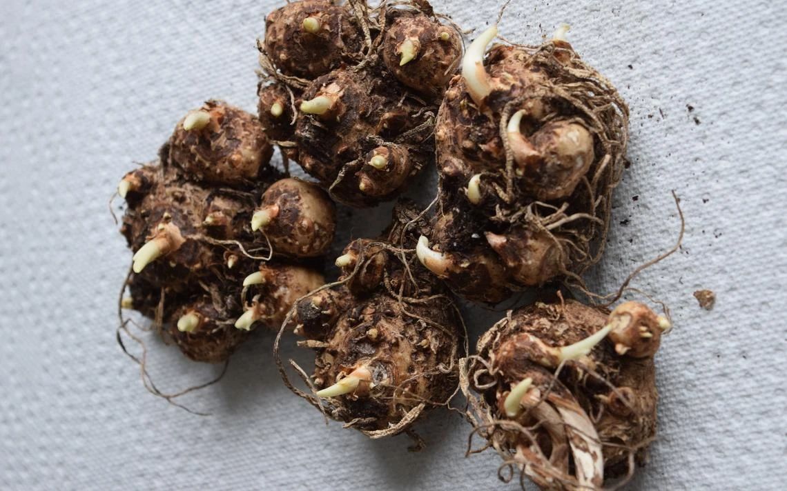 马蹄莲盆栽养殖方法和注意事项,马蹄莲的块茎一定要挖出来吗