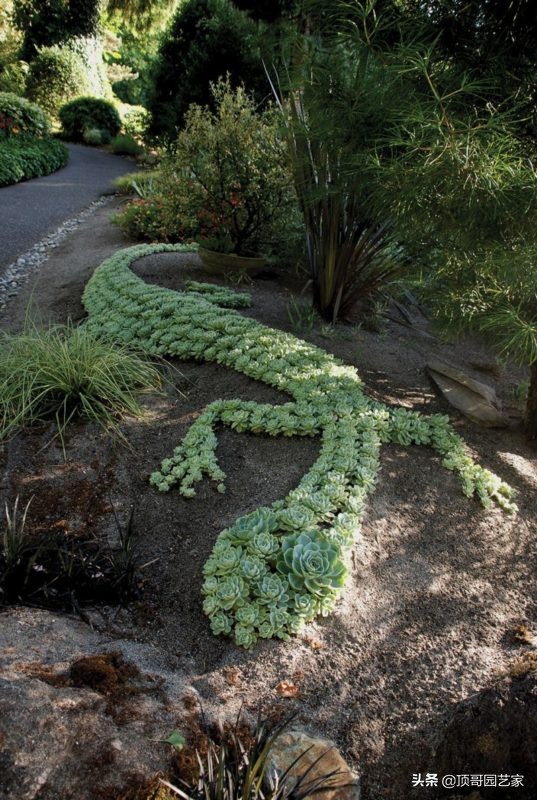 多肉植物盆栽的种植方法,多肉植物花园打造