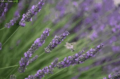 美翻了无锡这个紫色花海,美翻诸城这片花海刷爆整个朋友圈