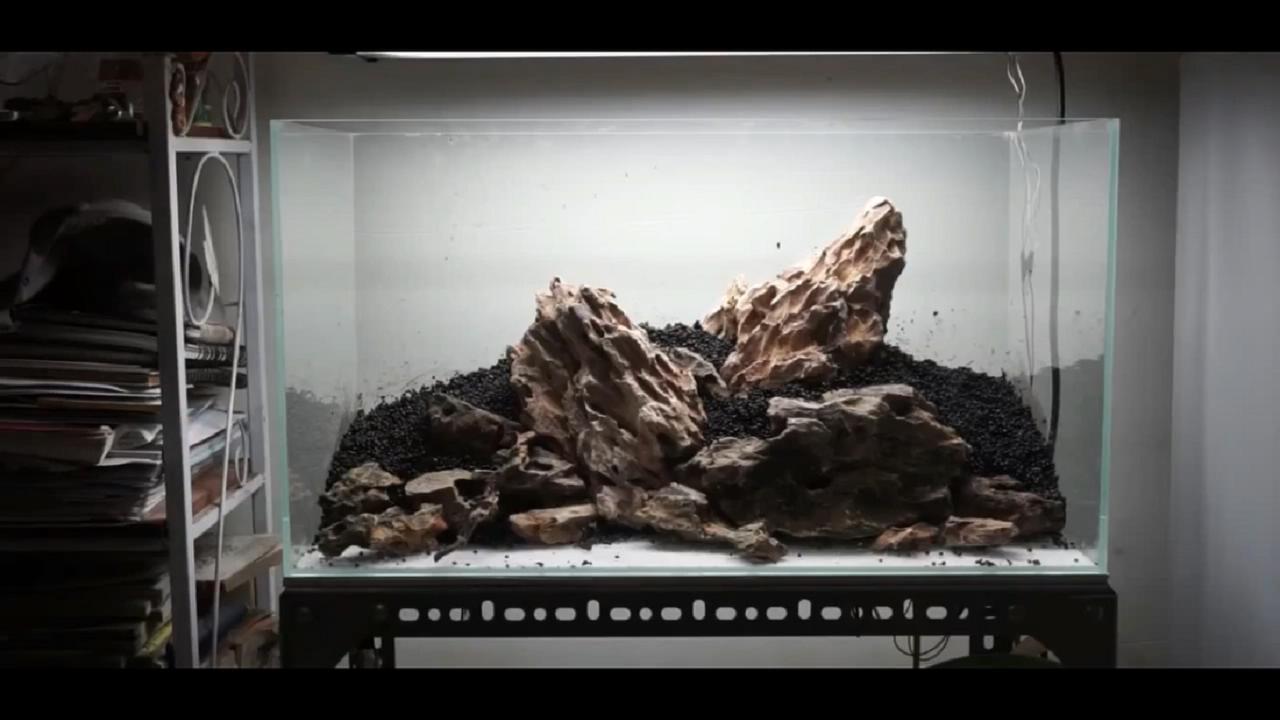 草缸皇冠水草造景,假山草缸水草造景