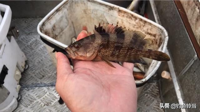 海钓石九公用几克的铅头钩,海钓石九公最佳水温是多少