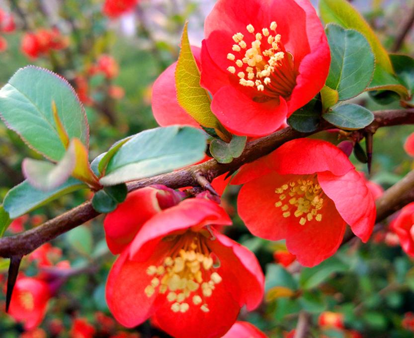 此花号称红宝石,此花美艳动人代表什么