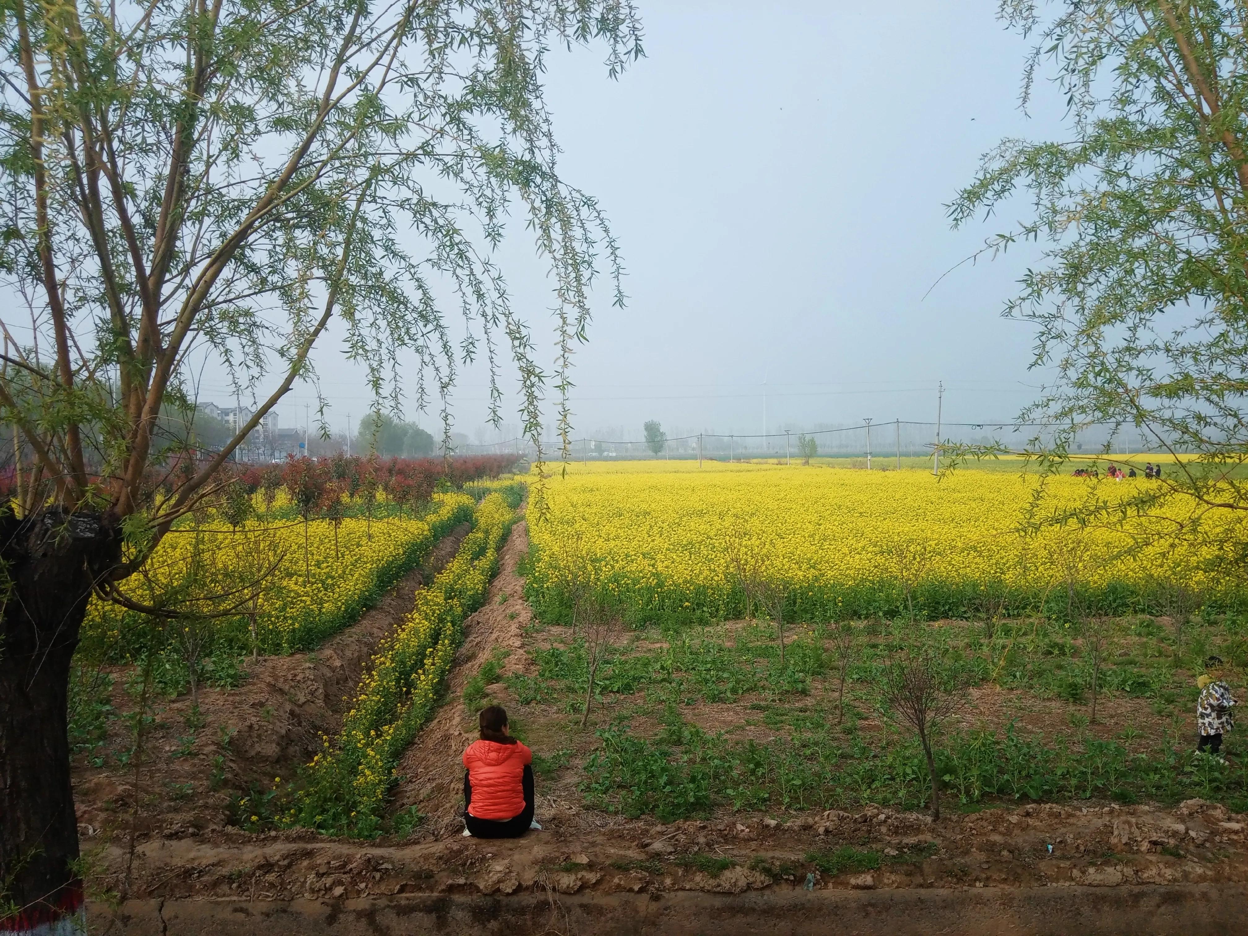 封丘三月杏花开全集,封丘县三月杏花开