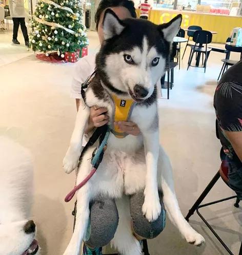 二哈碰到一群萨摩耶,二哈碰到萨摩